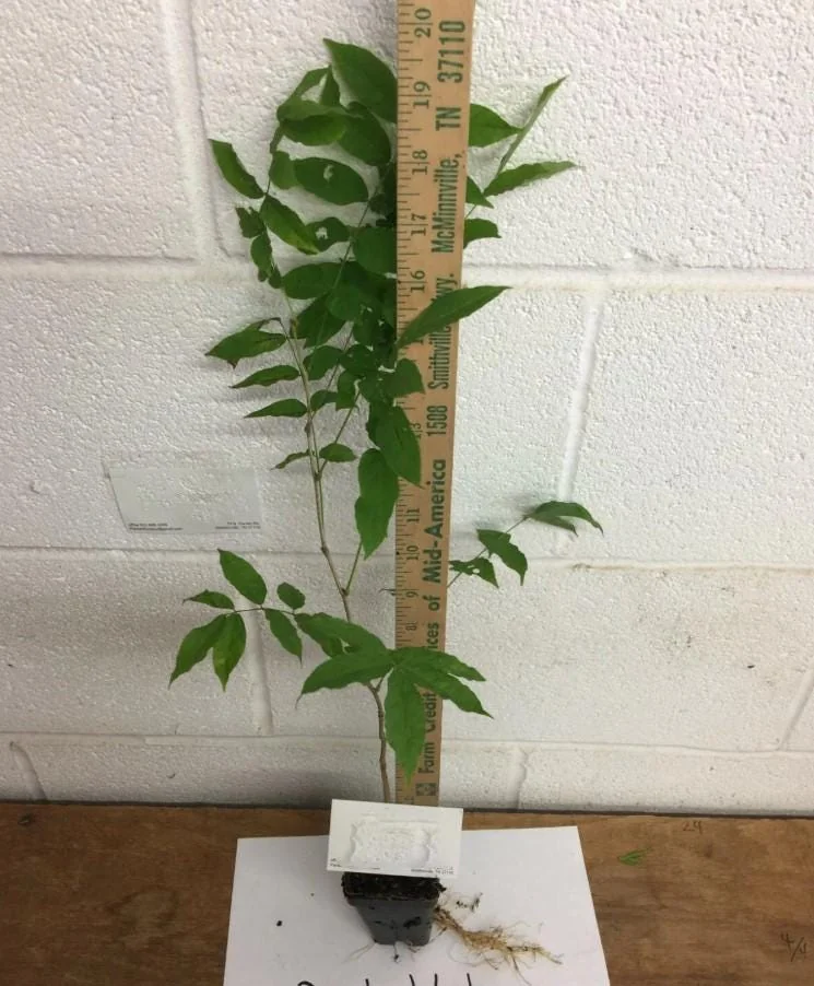 Purple Wisteria Live Plant Set - 2 Vines, 6-12" Tall, 3" Pot, Fragrant Blooms - Image 4