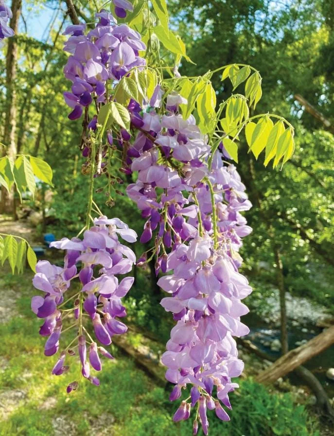 Purple Wisteria Live Plant Set - 2 Vines, 6-12" Tall, 3" Pot, Fragrant Blooms - Image 1