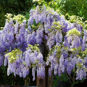 Purple Wisteria Vine Live Plant - 2.5