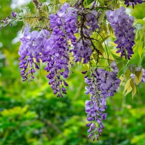 Purple Wisteria Vine Live Plant - 2.5