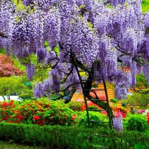 Purple Wisteria Vine Live Plant - 2.5" Pot (6-12" Tall) - Hardy Climber - Image 1