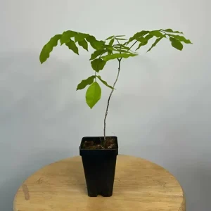 Purple Wisteria Vine Live Plant - 2.5