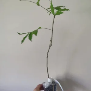 Purple Wisteria Vine Live Plant - 2.5