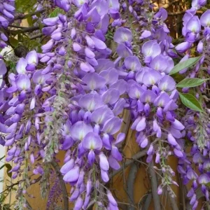 Purple Wisteria Vine Live Plant - 2.5