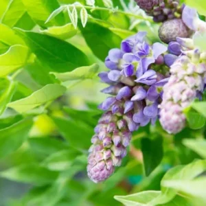 Purple Wisteria Vine Live Plant - 2.5