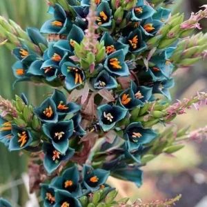 Puya Alpestris Sapphire Tower Seeds - 10 Pack Exotic Perennial Cactus Seeds Indoor/Outdoor - Image 2