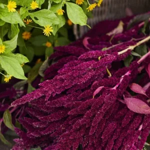 Pygmy Torch Amaranthus caudatus Flower Seeds - Compact Red - 500+ Seeds - Image 3