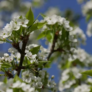 Pyrus Calleryana Redspire Tree – Live Plant – 2-3 Feet Tall – 3 Gallon Pot – Outdoor - Image 1