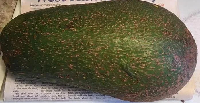 Queen Avocado Tree – Grafted Live Plant – 1 Foot Tall – Outdoor Fruit Tree - Image 1