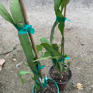 Queen of the Night Epiphyllum Live Plant – 6 inch Potted Houseplant - Image 2