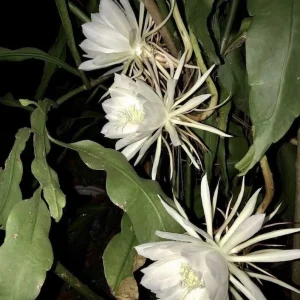 Queen of the Night Orchid Cactus Live Plant - Brahma Kamal - Bloom Ready 4 inch Pot - Image 3