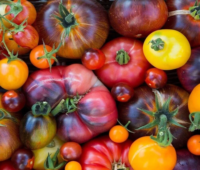 Rainbow Beefsteak Tomato Seeds - Heirloom, Non-GMO Vegetable Seeds for Garden - Image 2