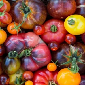 Rainbow Beefsteak Tomato Seeds - Heirloom, Non-GMO Vegetable Seeds for Garden - Image 3