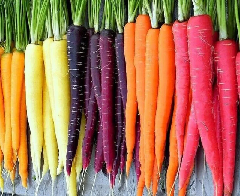 Rainbow Blend Carrot Seeds - Heirloom, Non-GMO Vegetable Garden Seeds - Image 3