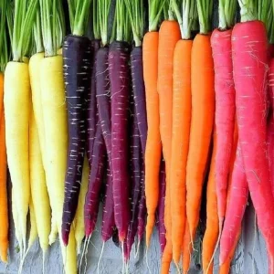 Rainbow Blend Carrot Seeds - Heirloom, Non-GMO Vegetable Garden Seeds Indoor/Outdoor - Image 1