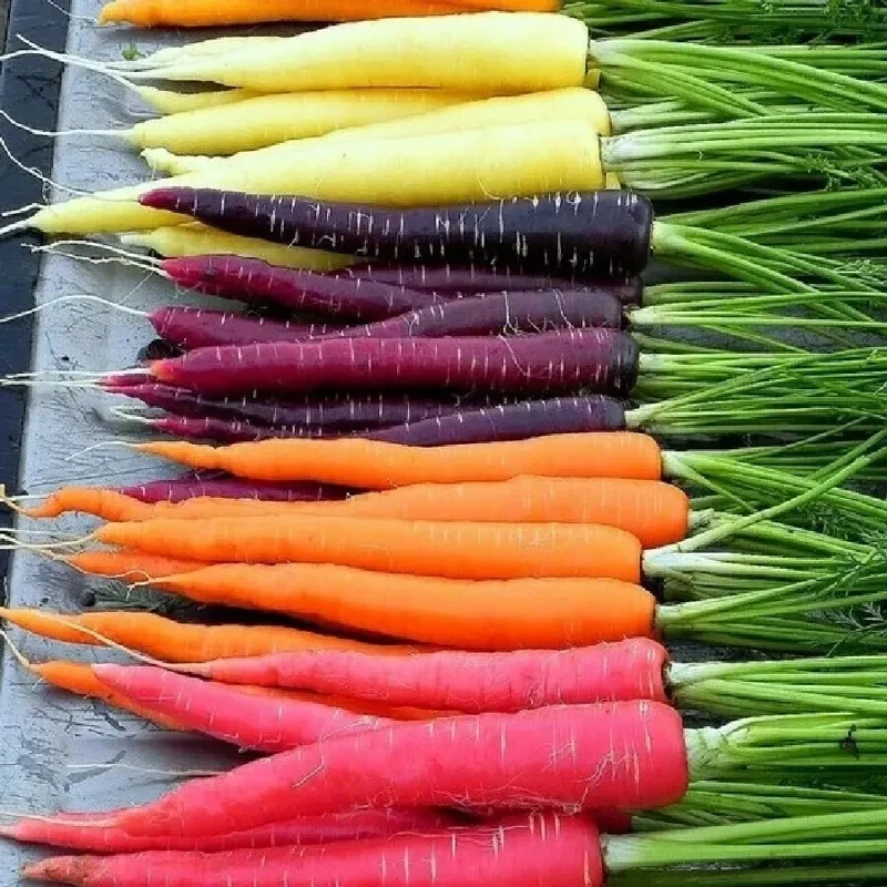 Rainbow Carrot Seeds - 25-35 Count Heirloom Non-GMO Vegetable Seeds for Garden - Image 1