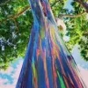 Rainbow Eucalyptus Live Plant - 4 inch Pot - Colorful Bark Tree - Indoor/Outdoor - Image 1