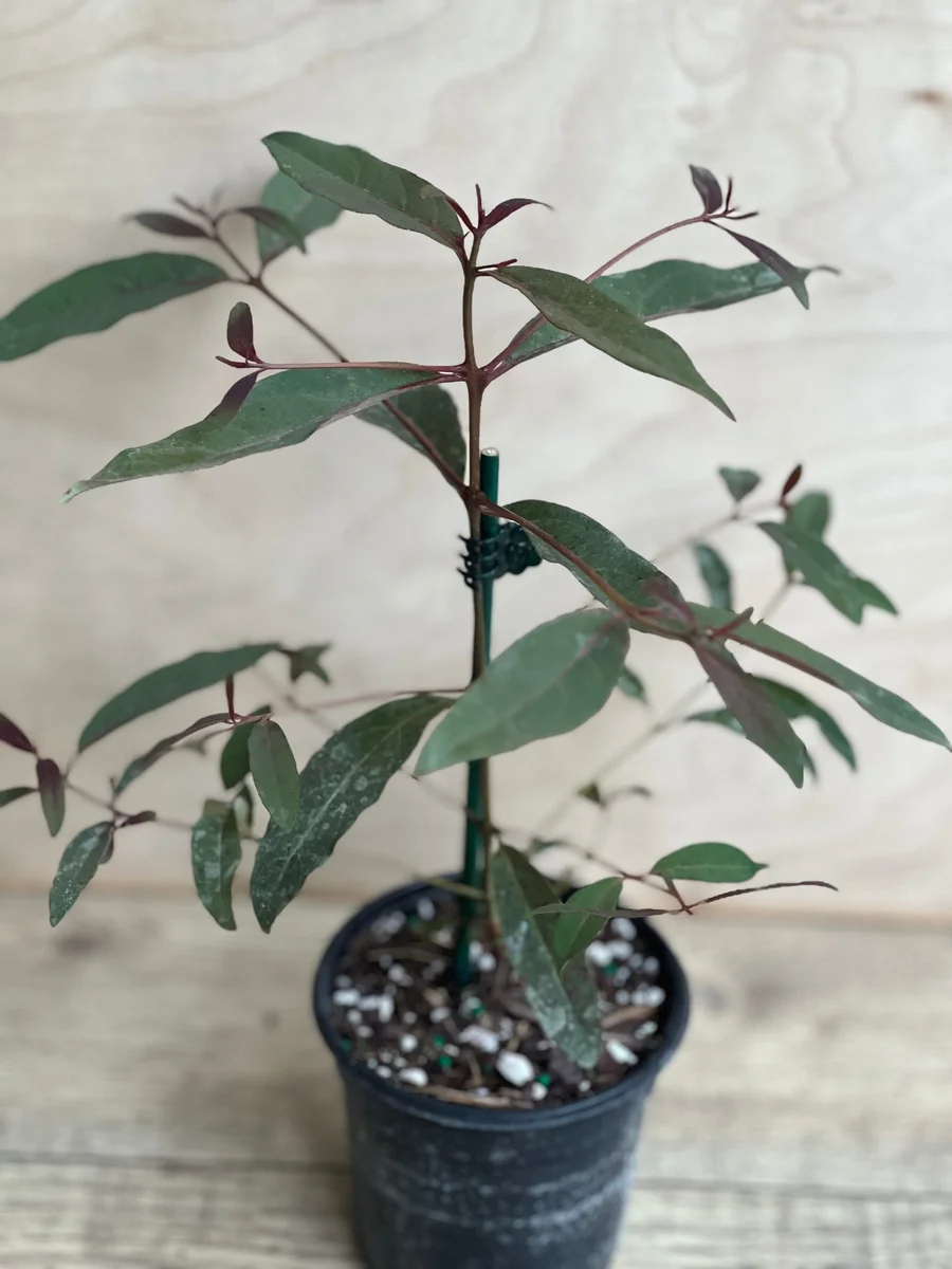 Rainbow Eucalyptus Live Plant - 4 inch Pot - Colorful Bark Tree - Indoor/Outdoor - Image 2