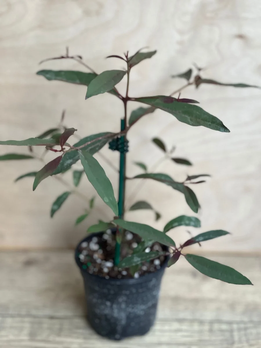 Rainbow Eucalyptus Live Plant - 4 inch Pot - Colorful Bark Tree - Indoor/Outdoor - Image 3