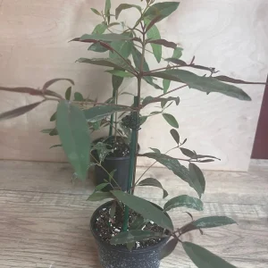 Rainbow Eucalyptus Live Plant - 4 inch Pot - Colorful Bark Tree - Indoor/Outdoor - Image 4