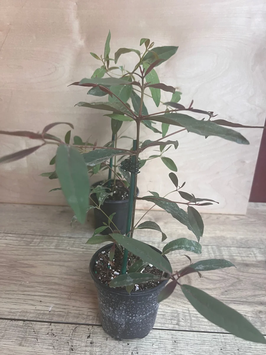 Rainbow Eucalyptus Live Plant - 4 inch Pot - Colorful Bark Tree - Indoor/Outdoor - Image 4