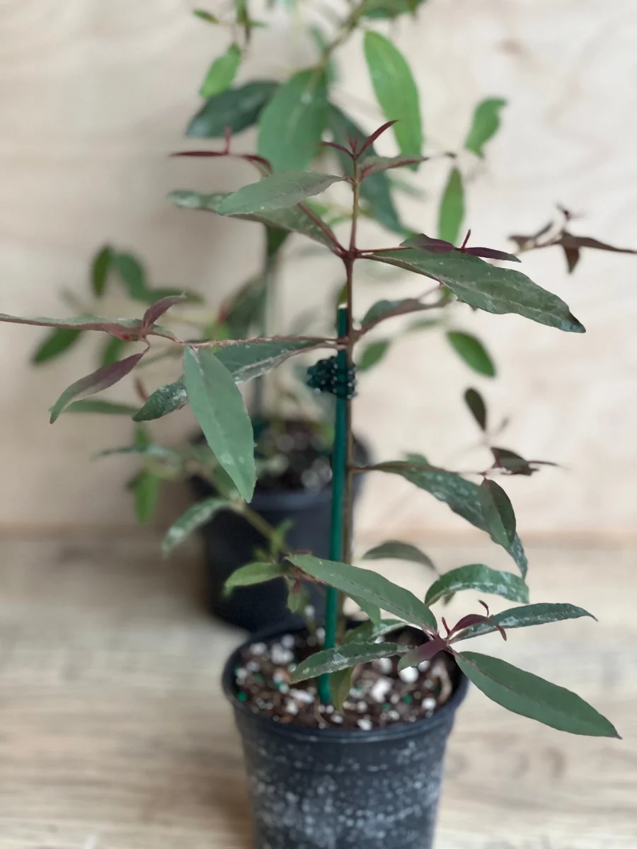 Rainbow Eucalyptus Live Plant - 4 inch Pot - Colorful Bark Tree - Indoor/Outdoor - Image 5