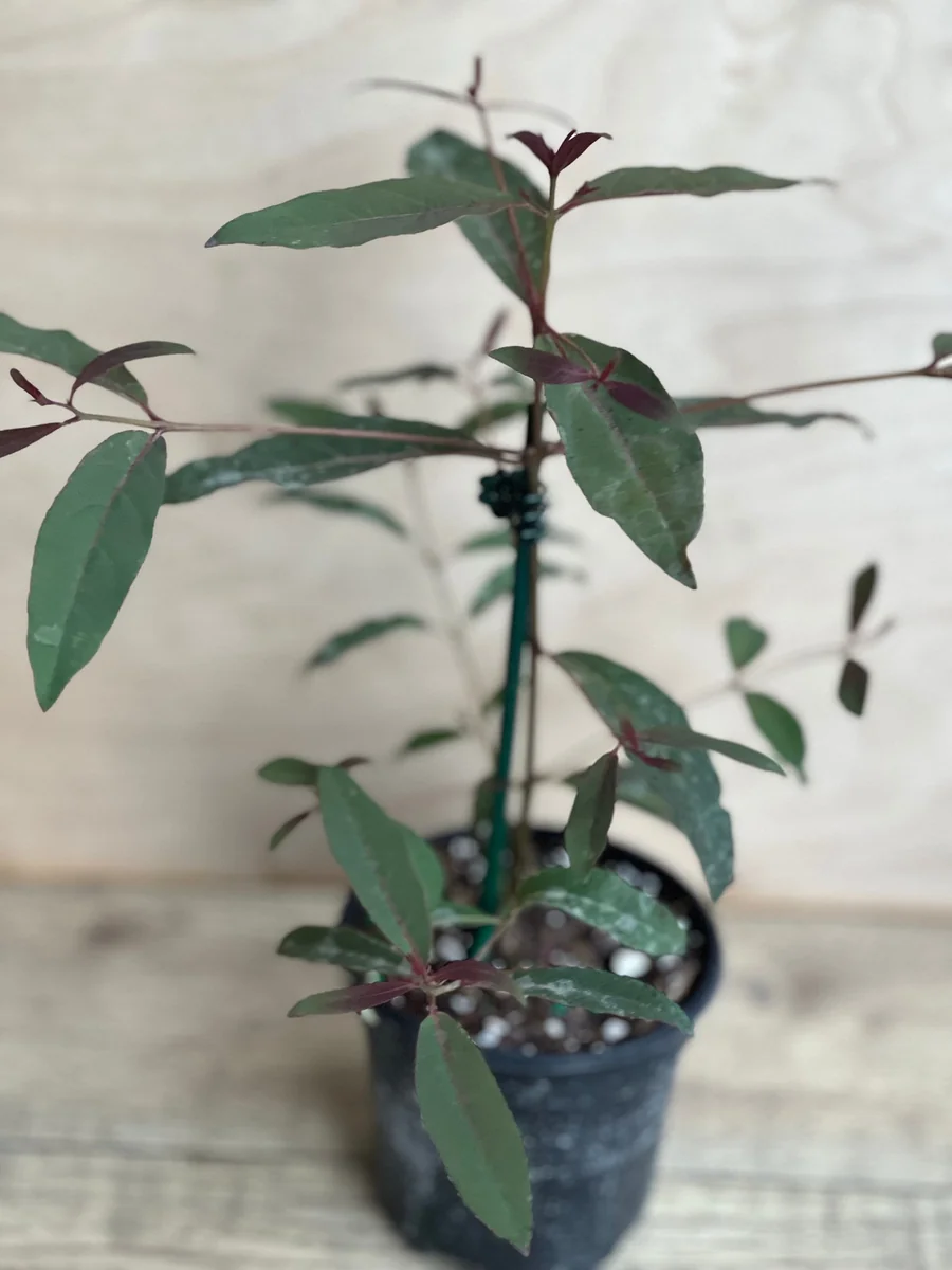 Rainbow Eucalyptus Live Plant - 4 inch Pot - Colorful Bark Tree - Indoor/Outdoor - Image 6