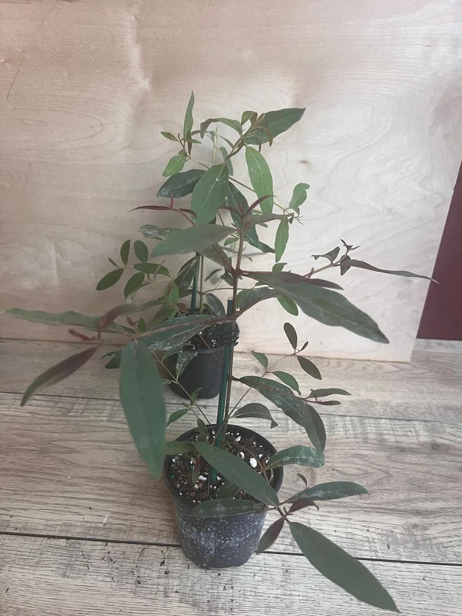 Rainbow Eucalyptus Live Plant - 4 inch Pot - Colorful Bark Tree - Indoor/Outdoor - Image 7