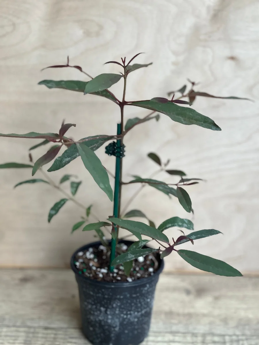 Rainbow Eucalyptus Live Plant - 4 inch Pot - Colorful Bark Tree - Indoor/Outdoor - Image 8