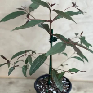 Rainbow Eucalyptus Live Plant - 4 inch Pot - Colorful Bark Tree - Indoor/Outdoor - Image 9