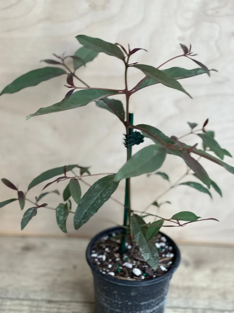 Rainbow Eucalyptus Live Plant - 4 inch Pot - Colorful Bark Tree - Indoor/Outdoor - Image 9