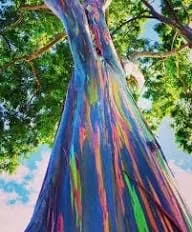 Rainbow Eucalyptus Live Plant - 4 inch Pot - Colorful Bark Tree - Indoor/Outdoor - Image 1