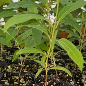 Rainbow Eucalyptus Live Plant - Multicolor Bark Tree - Evergreen - Image 2