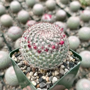 Rainbow Pincushion Cactus Live Plant - Mammillaria Rhodantha - Spherical Cactus, 3 inch Pot - Image 3