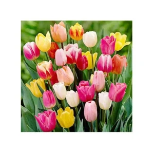 Rainbow Triumph Tulip Bulbs - Landscape Mixture - 12/+ cm - Outdoor Flower - Image 2