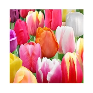Rainbow Triumph Tulip Bulbs - Landscape Mixture - 12/+ cm - Outdoor Flower - Image 1