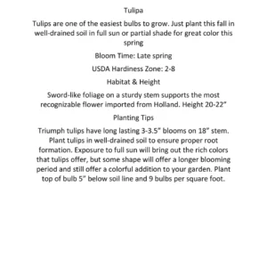 Rainbow Triumph Tulip Bulbs - Landscape Mixture - 12/+ cm - Outdoor Flower - Image 5