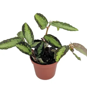 Rainbow Vine Pellionia Daveauana Live Plant – 2.5 inch Pot – Terrarium & Fairy Garden Plant - Image 1