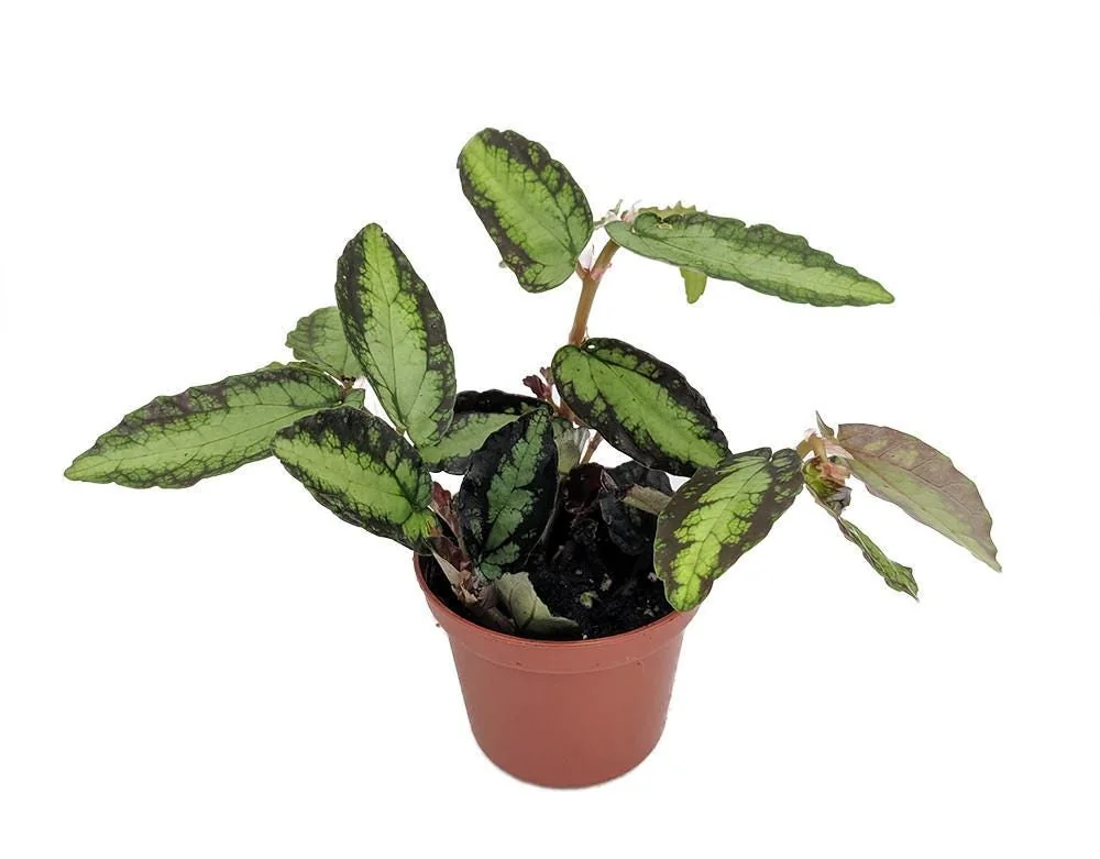 Rainbow Vine Pellionia Daveauana Live Plant – 2.5 inch Pot – Terrarium & Fairy Garden Plant - Image 1