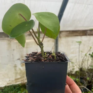 Raindrop Peperomia Live Plant - Peperomia polybotrya 'Raindrop' - 3.5 inch Pot - Indoor - Image 2