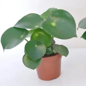 Raindrop Peperomia Live Plant - Peperomia polybotrya 'Raindrop' - 3.5 inch Pot - Indoor - Image 1