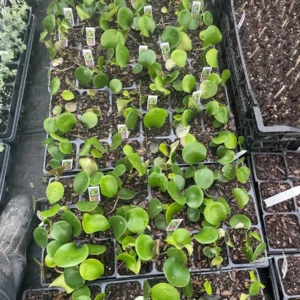 Raindrop Peperomia Live Plant - Peperomia polybotrya 'Raindrop' - 3.5 inch Pot - Indoor - Image 4