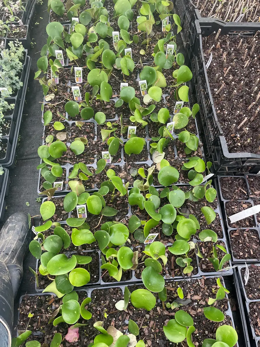 Raindrop Peperomia Live Plant - Peperomia polybotrya 'Raindrop' - 3.5 inch Pot - Indoor - Image 4