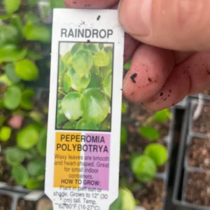 Raindrop Peperomia Live Plant - Peperomia polybotrya 'Raindrop' - 3.5 inch Pot - Indoor - Image 5