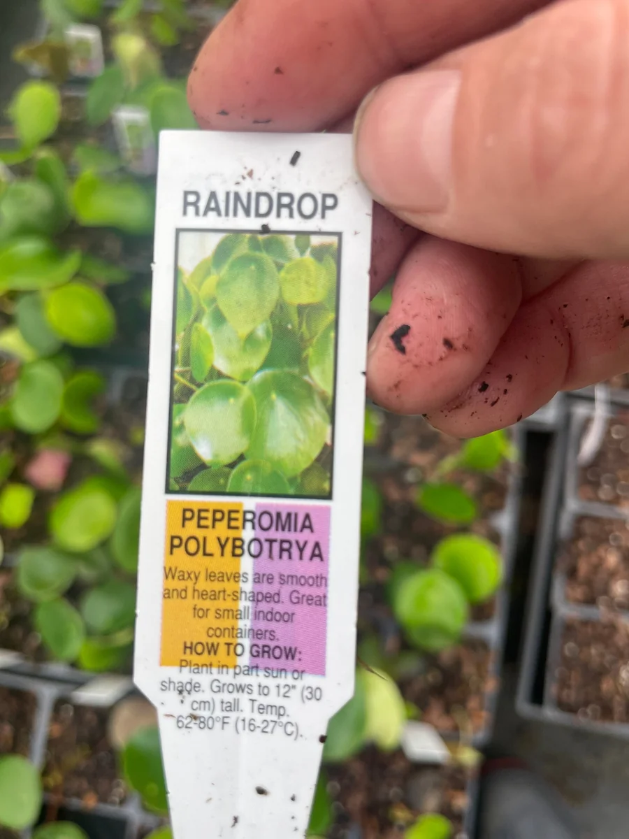 Raindrop Peperomia Live Plant - Peperomia polybotrya 'Raindrop' - 3.5 inch Pot - Indoor - Image 5