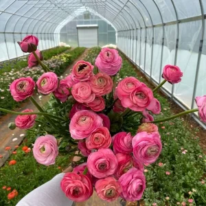 Ranunculus Aviv Rose Flower Bulbs - Pink Buttercup Perennial Bulbs - Image 1