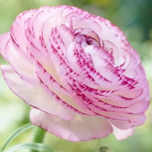 Ranunculus Flower Bulbs 12 Pink Picotee Corms for Garden & Wedding Bouquets - Image 6