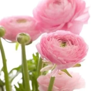 Ranunculus Flower Bulbs 15 Pastel Corms - Buttercup Peony Rose Type - Image 5
