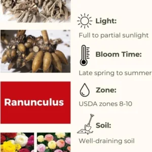 Ranunculus Flower Bulbs 15 Pastel Corms - Buttercup Peony Rose Type - Image 7