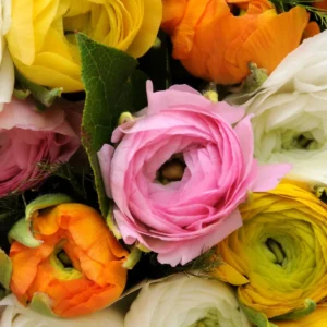 Ranunculus Flower Bulbs - 15 Rainbow Mix Corms - Perennial Flowers for Garden - Image 11